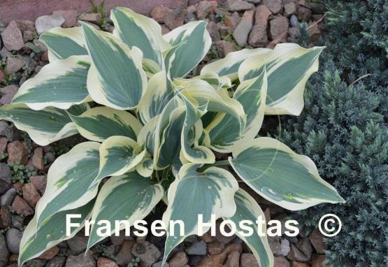 Hosta Great Escape